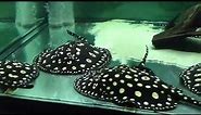 freshwater stingray for sale - Black diamond leopoldi stingrays in tank