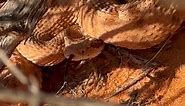 Mojave Sidewinder Rattlesnake, Utah 2023