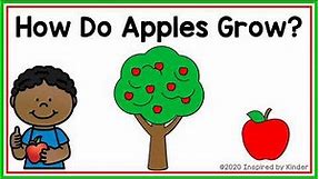 How Do Apples Grow? (Apple Life Cycle)