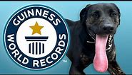 Longest Tongue on a Dog - Guinness World Records