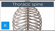 Thoracic Spine - Definition & Components - Human Anatomy | Kenhub