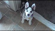 Husky Puppy Talking saying "I love you"