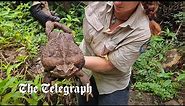 Toadzilla: Cane toad that weighs 6lb discovered in Australia