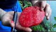 Džinovski paradajz Jabučar