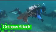Giant octopus launches attack on diver off the Sea of Japan