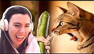 TRY NOT TO LAUGH - FUNNY CATS PRANKED WITH CUCUMBERS COMPILATION