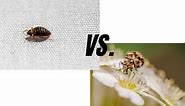 Bed Bugs Vs. Carpet Beetles: The Differences