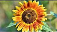 Sunflower HD Photo | Sunflower HD Wallpaper | Sunflower Images