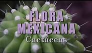 Cactáceas | La Flora de México