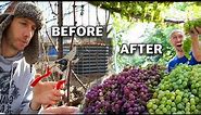 How to Prune Grapes for Trellis and Arbor, Spur Prune and Cane Prune