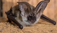 13 Types of Bats In West Virginia! (ID GUIDE)