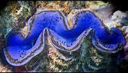 GIANT CLAM: Weighs up to 500 pounds | Oceana