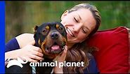 Potential Adopter Finally Reunited With Rescue Dog | Pit Bulls & Parolees