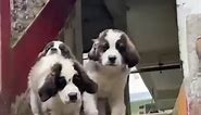 Cute Bernards #Bernard #StBernard #SaintBernard #MassiveDogs #LargeDogs #BigDog #SnowDog #RescueDog | Bosky's Kennel - India