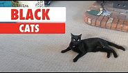 Black Cats