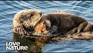 Baby Otter Snuggles On Mom’s Belly | Love Nature