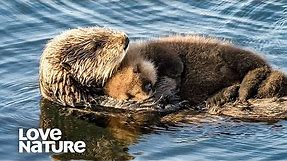 Baby Otter Snuggles On Mom’s Belly | Love Nature