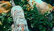 ✔ HD Video Live Wallpaper • #tigerphotography • #wildtiger • #tigersofinstgram • #worldtigerday • #bigcatsofinstagram • #zoophotography • #bigcatswildlife • #felinephotography • #tigerlovers • #tigerlover • #tiger#wildlife • #naturelovers • #nature • #naturephotography • #travelphotography • #wildlifephotography • #beautiful • #nature_perfection • #lockscreenwallpaper • #phonebackgrounds • #phonewallpapers • #artwork • #3d • #wallpaper • #artlovers • #artistsoninstagram • #artofvisuals • #artoft