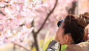 Here's where you can see cherry blossom trees in the Netherlands