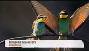 European Bee-eaters (Merops apiaster) / Bienenfresser