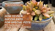 How to Pick Succulents for Special Pots