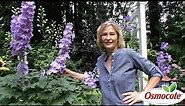 3 Tips for Growing Delphiniums
