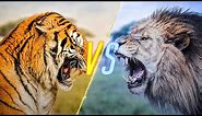 Tiger VS Lion