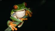 Rare Frogs & Endangered Species | Planet Earth | BBC Studios