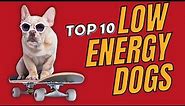 Top 10 Low Energy Dog Breeds Small, Medium and Large. - Dogs 101