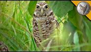 A Rare Glimpse of the Burrowing Owl