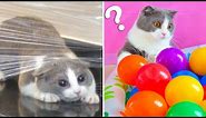 Top 5 Funniest Viral Cat Videos! | Munchkin