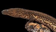 Earless Monitor Lizard: The Complete Guide - Everything Reptiles
