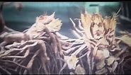Groot scary goofy face transformation😂 || Guardians of The Galaxy Volume 3