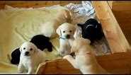 šteniatka Labradora, vek 5. týždňov / Labrador puppies, age: 5 weeks