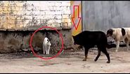Tough Cat fends off a pack of stray dogs!!!