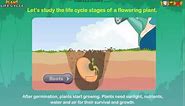 Plant Life Cycle & What Plants Need To Grow *Earth Science for Kids*