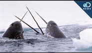 Amazing Facts About The Narwhal Tusk!