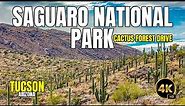 Cactus Forest Loop (Full Drive) | Saguaro National Park | Tucson Arizona [4K]