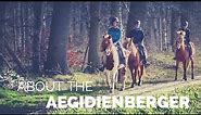 About the Aegidienberger | Gaited Horse Breed from Germany |