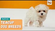Smallest Dog Breeds: 15 of the Cutest Teacup Dogs You'll Love!