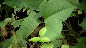 Mayo Clinic Minute: How to treat poison ivy rash