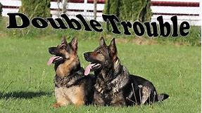 Obedience Trained Adult German Shepherd - Double Action!