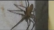 Huntsman spider/Clock spider