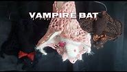 How to Crochet Bat Amigurumi with Crochet Lace Wings