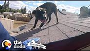 Pittie Found on Roof is So Happy to See Rescuers | The Dodo Pittie Nation
