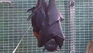 Bat Hug
