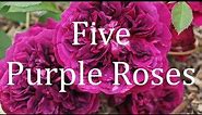Five Purple Roses