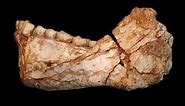 The oldest Homo sapiens fossils at Jebel Irhoud, Morocco