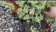 Propagation Tips for Succulent: Aptenia Cordefolia, Red Apple, Baby Rose