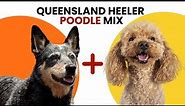 Queensland Heeler Poodle Mix